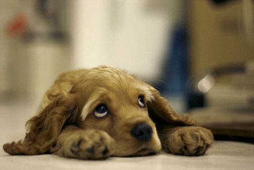 Dogs can exhibit multiple cues when in pain