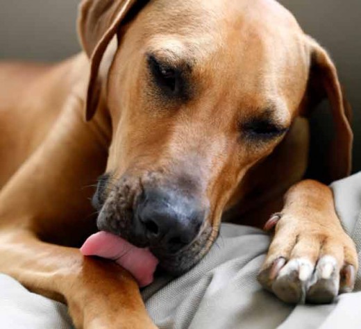 Constant licking of a body part can often mean injury or pain