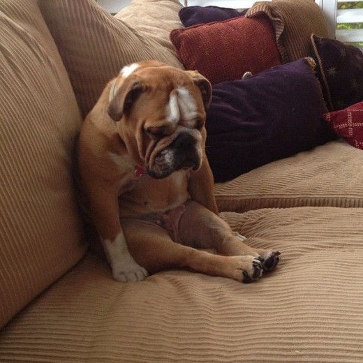 If your dog starts avoiding you and people in general, there is clearly a problem.