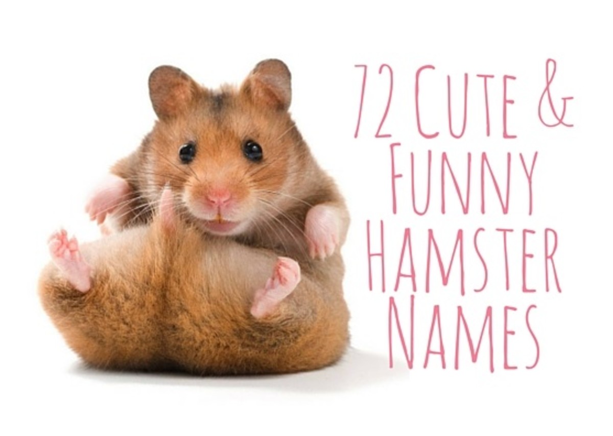 72 Cute And Funny Hamster Names For Males And Females Pethelpful