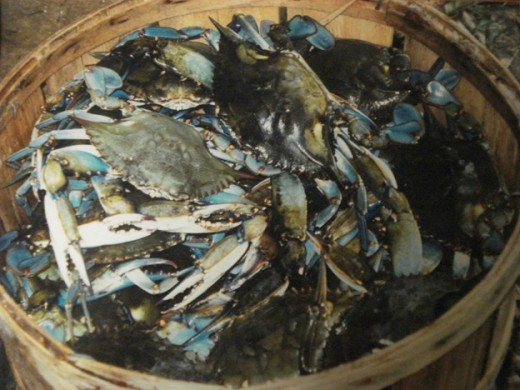 A Basket Load of Live Blue Crabs or a Bushel of Crab!