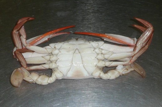 A Male Blue Crab