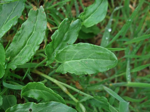 Identified by arrow shaped leaves, two pointed lobes pointing down the stem.