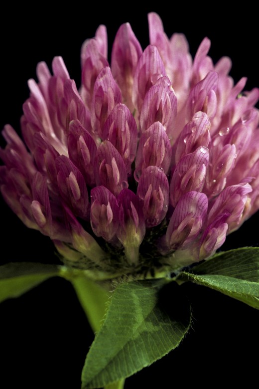 Identified by its pink or purple flower heads with pale "V" markings and stems being stiff and hairy.