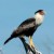 These lovely Falcons are seen everywhere in Baja