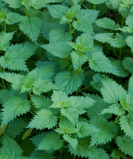 Tiny hairs all over the plant, arrow/heartshaped leaves & grows tall and in large amounts.