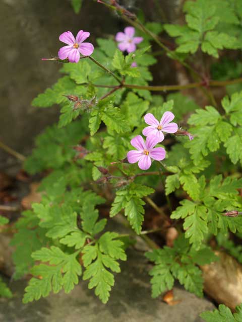 Five petals on the either pink or sometimes white flowers, accompanied by beautiful patterns on the leaves & hairy purple stems