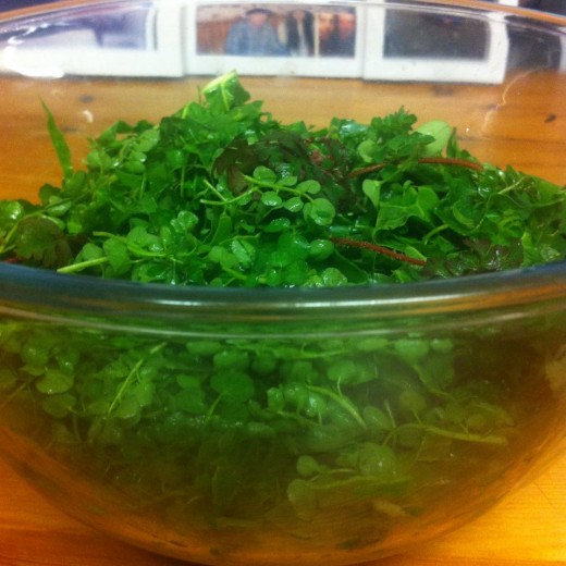 (An exeption to the cultivated swiss chard) ha!