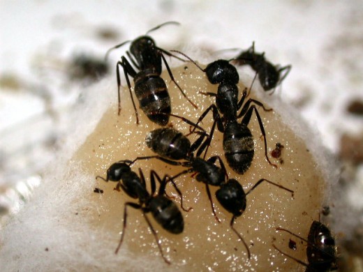 Four ants.. time to run!