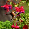 Amazing Facts About the Hummingbird