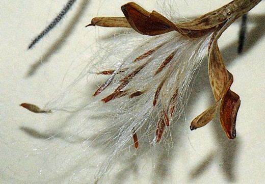 Tillandsia seeds being expelled from capsule