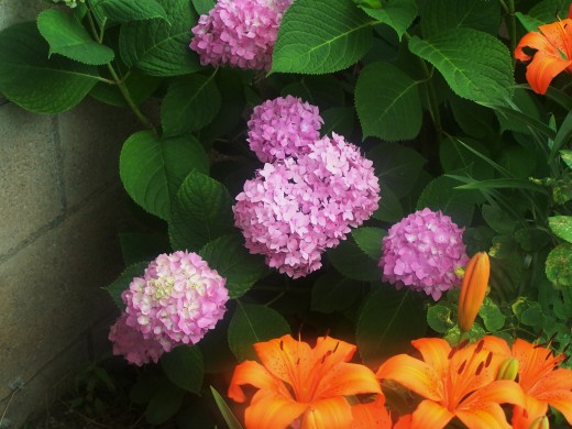 Don't forget to smell the roses...