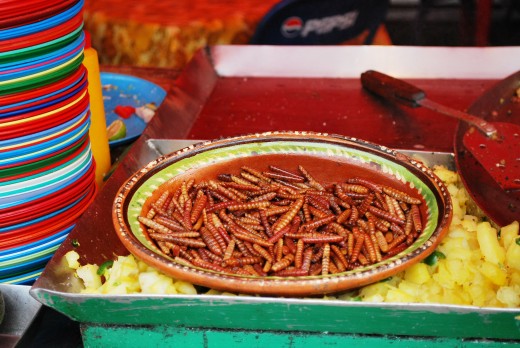 Fried larvae of the maguey plant offered as taco filling in Mexico