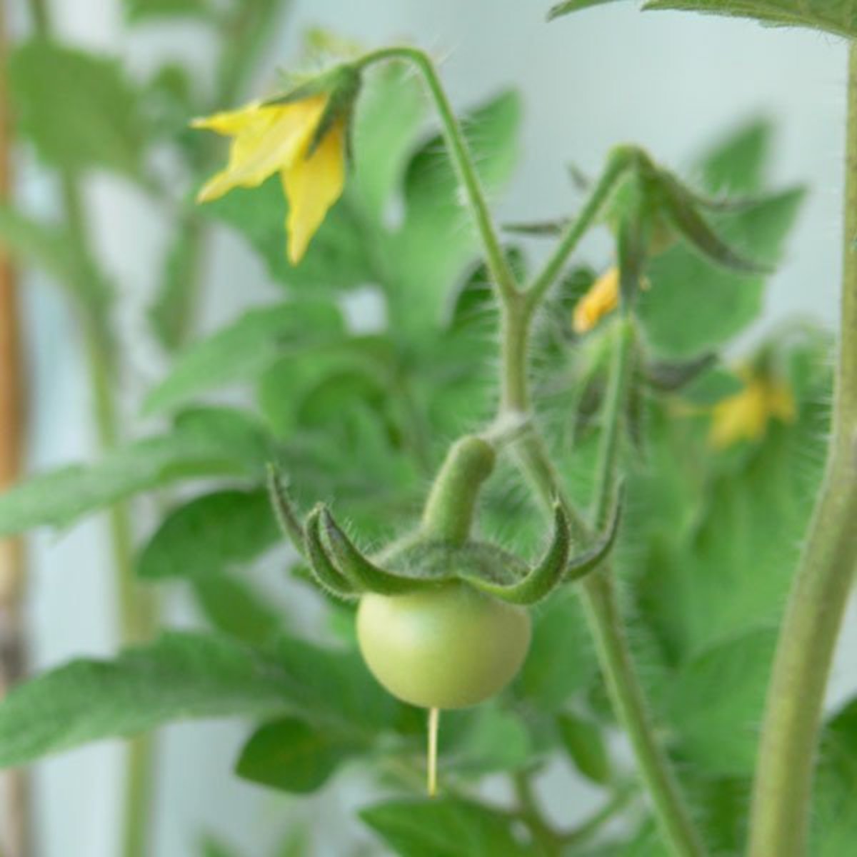Tomato Plant Growth Chart
