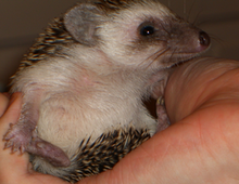 African pygmy hedgehog being held