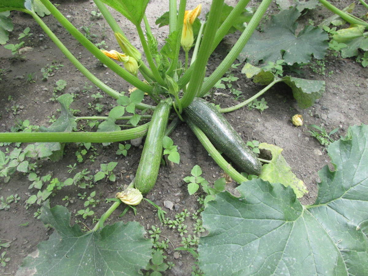 Zucchini plant 