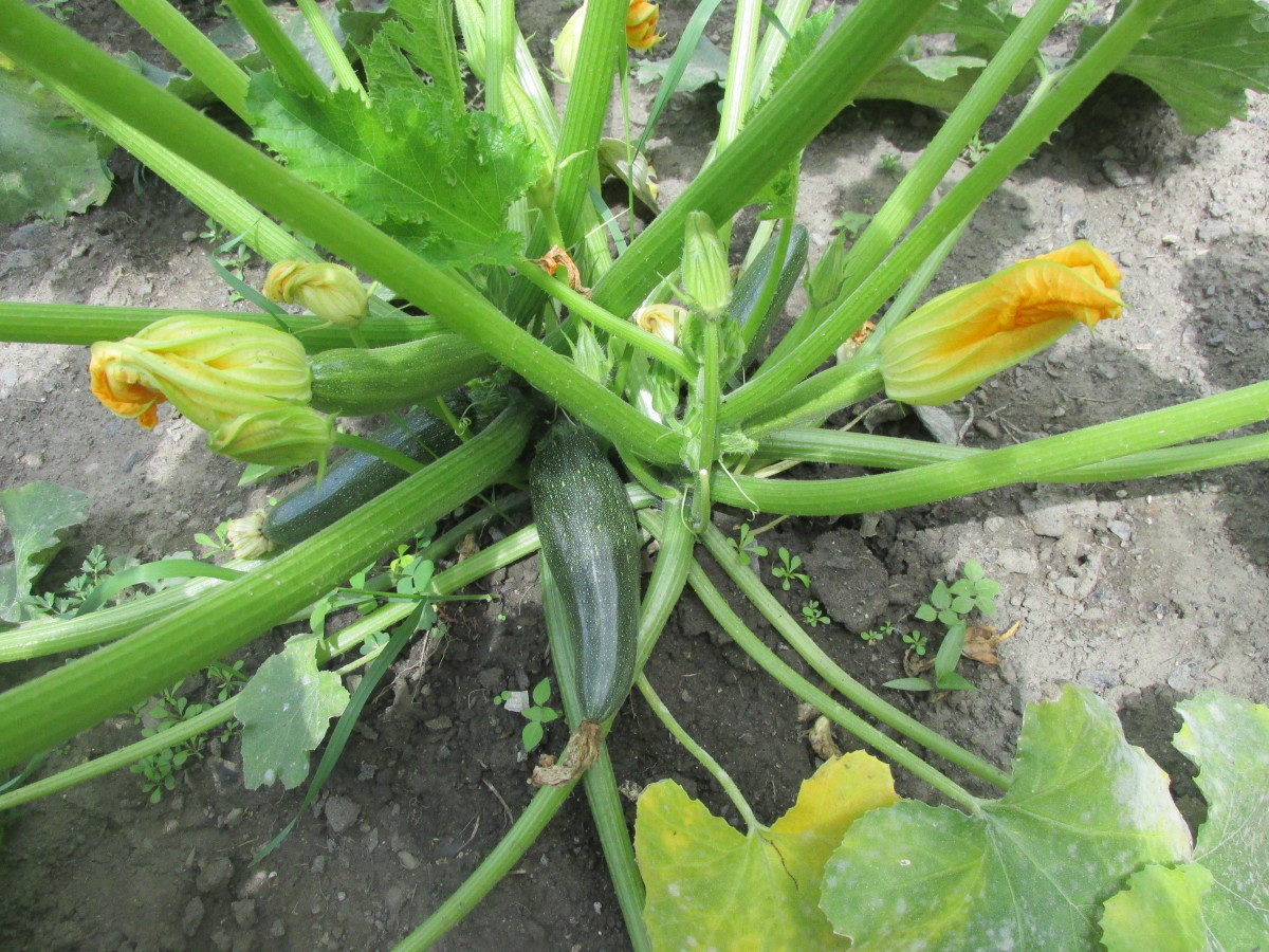Another zucchini plant.