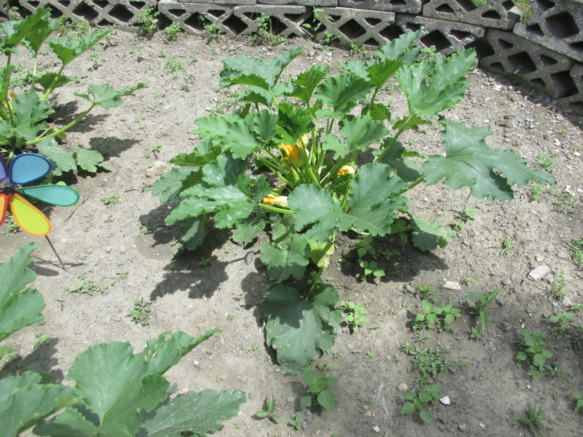 Zucchini plant 