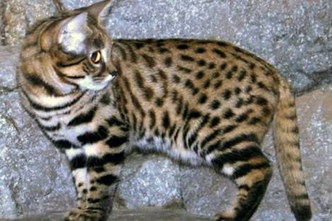The Black Footed Cat
