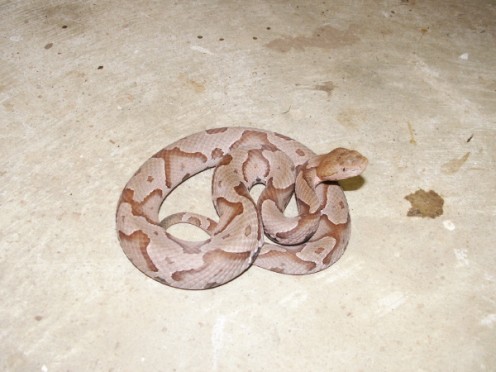 A Copperhead has some color similarities to the Corn Snake pictured below.