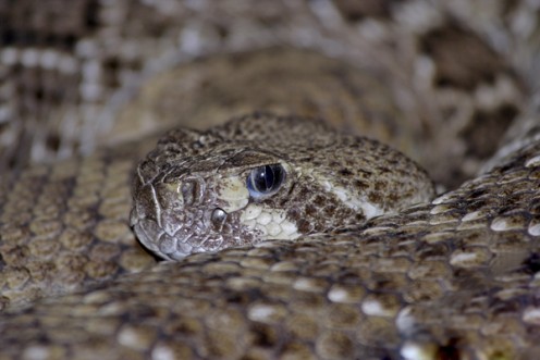 The vertical pupil of a poisonous pit viper.