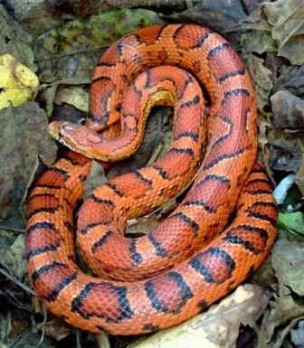 A Corn Snake.