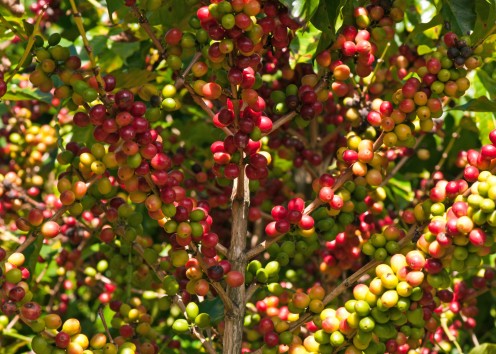 Step-by-Step Guide to Roasting Coffee at Home Step-by-Step Guide to Roasting Coffee at Home