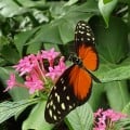 Butterfly Breezes:  Fantasy Flash Fiction by cam