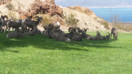 Gorgeous scenery and fascinating Big Horn Sheep make a trip to Hemenway Park near Boulder City Nevada worthwhile!
