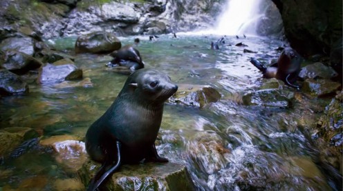 Baby Seals play in the Ohau Waterfall
