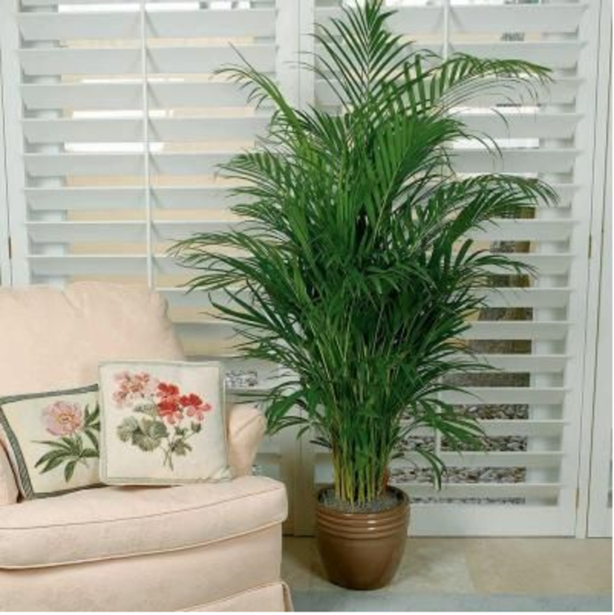 Palms are majestic plants that add comfort to your indoors. 