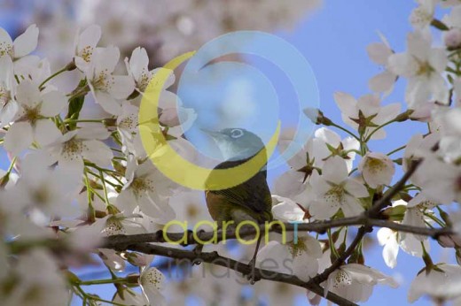 Rejected because of focus issues or too soft