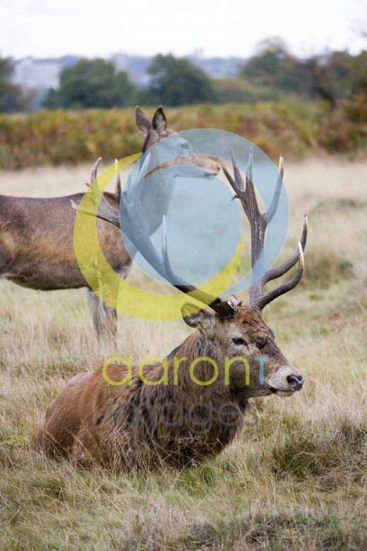 Was not accepted by fotolia Was not accepted by shutterstock