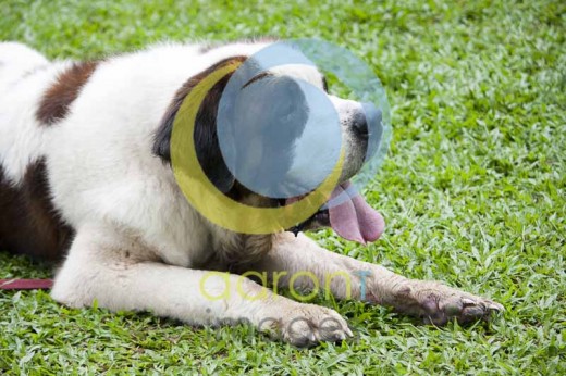 Accepted for shutterstock Was accepted by fotolia