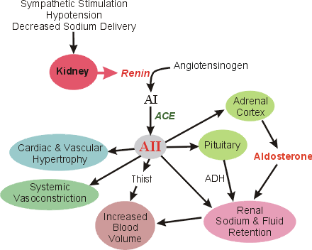 Fig.1 below shows mechanism of ACE inhibitors action