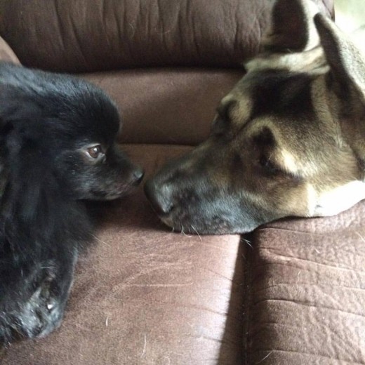 In spite of their differences Oliver & Harley chose to love and accept each other and become best friends! Love conquers all!