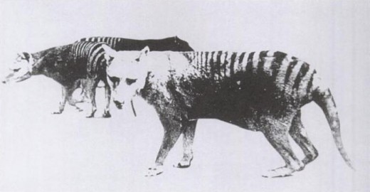 One of only two known photos of a Thylacine with a distended pouch, bearing young. Adelaide Zoo 1889