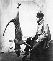 Mr Weaver and a bagged Thylacine in a studio portrait taken in 1869