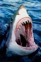 Hideous maw of the Great White Shark