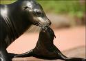 Both Great Whites and Orcas prey on sea lions.