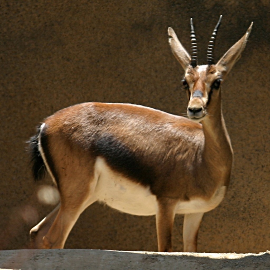 The Beautiful Gazelle | HubPages