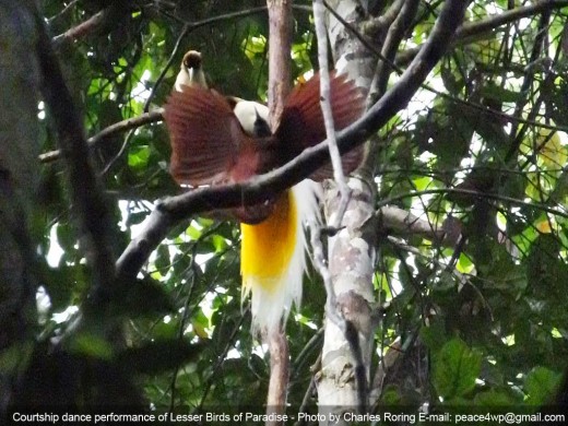 a male Lesser Birds of Paradise was displaying his beautiful feather with female birds at the background.