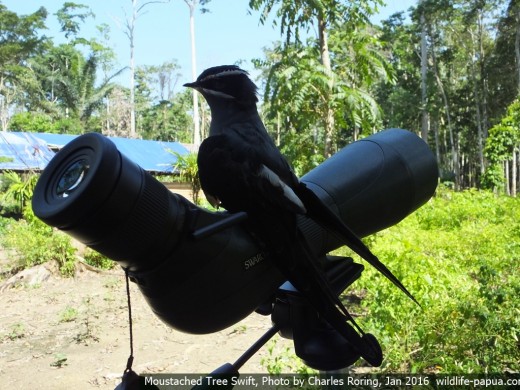 Moustached Treeswift and a Swarovsky birding scope