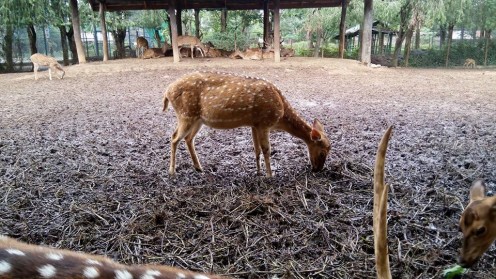 Manipur Zoological Garden at Iroisemba is only 6 kms on the Imphal-Kangchup Road at the foothill of the pine growing hillocks.  Apart from various endangered species, visitors can have an opportunity to see the graceful brow antlered deer (Sangai), o