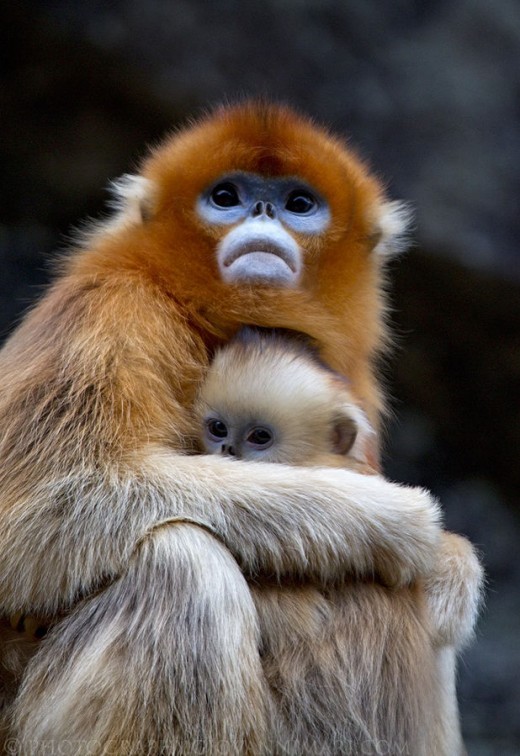 golden snub nosed monkey stuffed animal