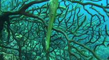 Trumpet fish swims in a filigree of coral