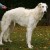 Dog Breeds With Unusual Names