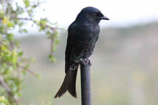 Forked-tailed Drongo 
