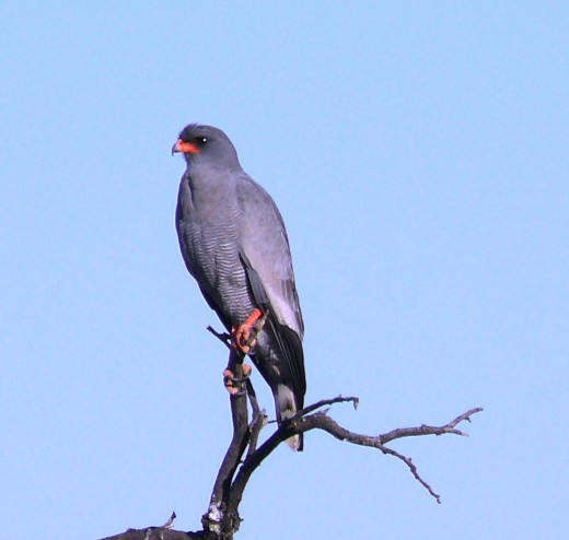 Most common raptor at Addo: Pale-chanting Goshawk