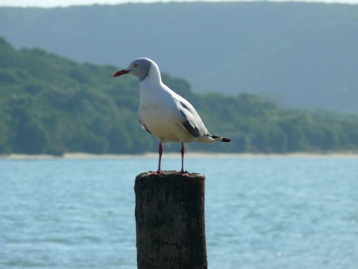 Grey-headed Gull - Sunday's River